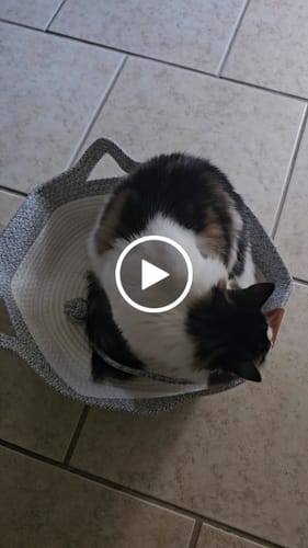 Customer video review of Instinct Basket | Meet the first research-backed natural territory for indoor cats