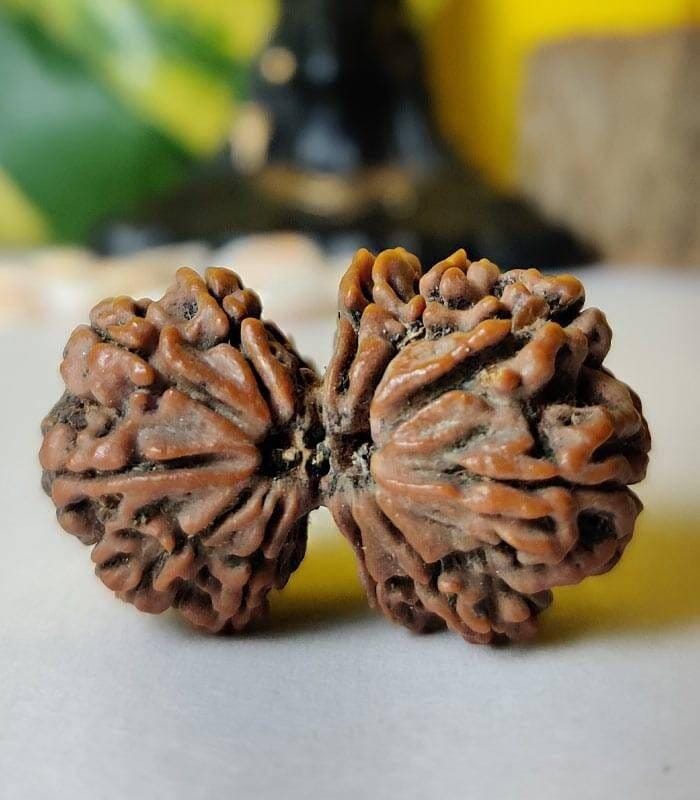 Customer photo review of Gauri Shankar Rudraksha - 100% Natural & Certified