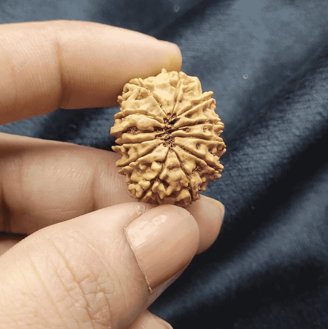 Customer photo review of Nepal Origin 12 Mukhi Rudraksha - 17mm to 22mm