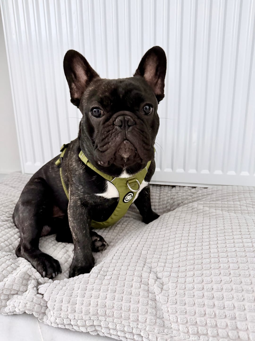 Customer photo review of Air Harness | Anti-Pull & With Handle - Olive Green