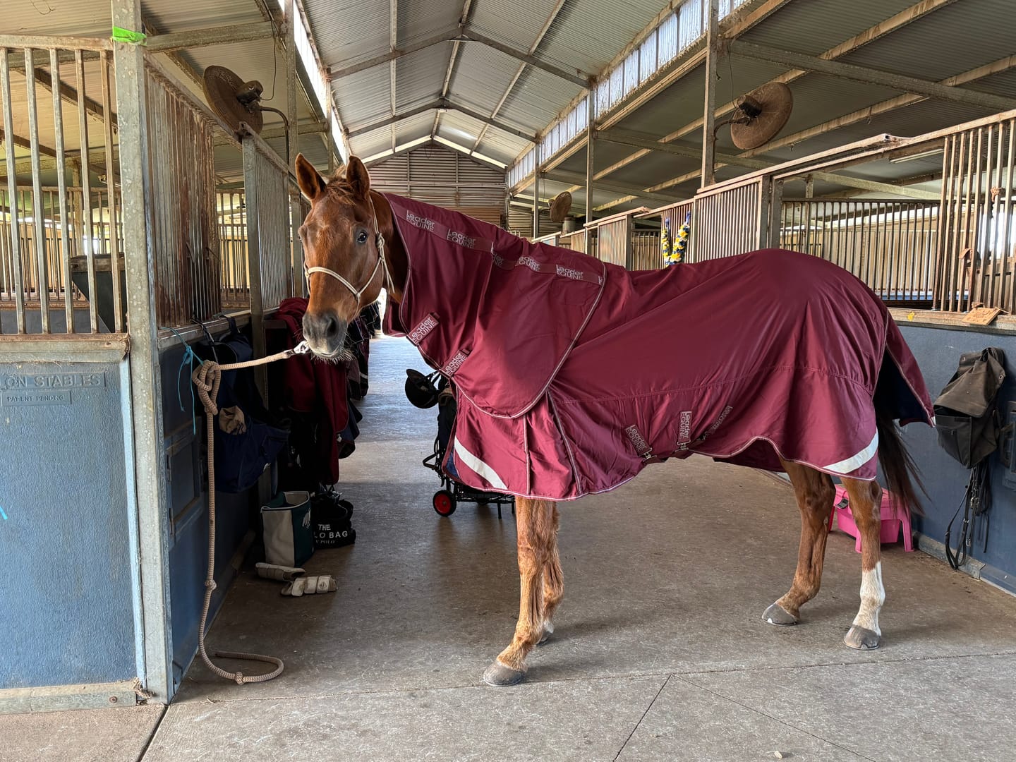 Customer photo review of LE Boxter Stable Rug 100g