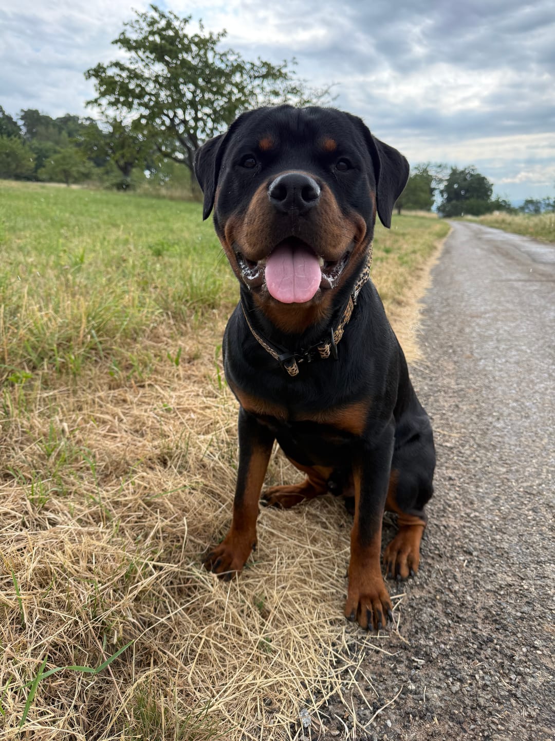 Customer photo review of Extreme Buckle Leopard - Starkt och säkert hundhalsband