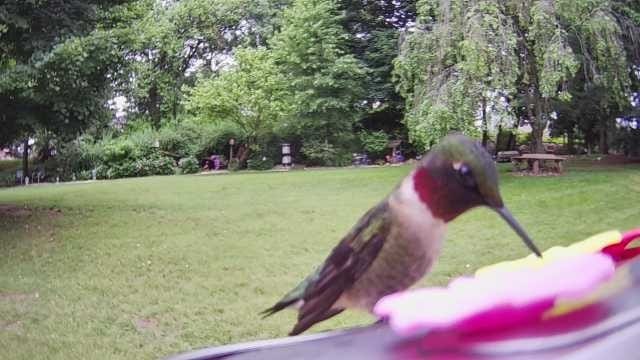 Customer photo review of Smart Solar Hummingbird Feeder with HD Camera