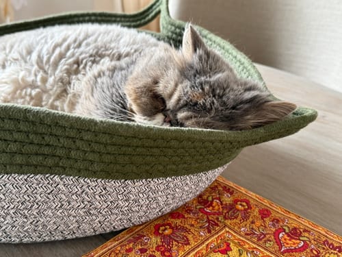 Customer photo review of Instinct Basket | Meet the first research-backed natural territory for indoor cats