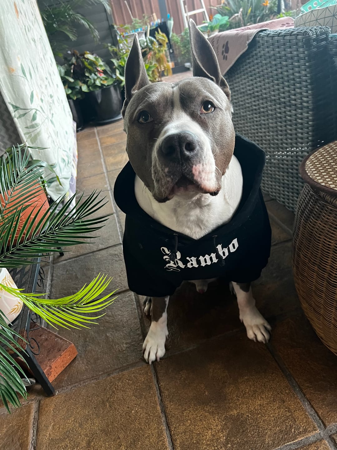 Customer photo review of Gangsta Yapper Dog Hoodie - Personalised