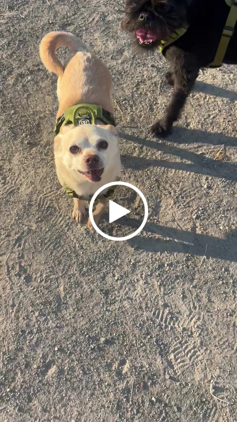 Customer video review of Air Harness | Anti-Pull & With Handle - Olive Green