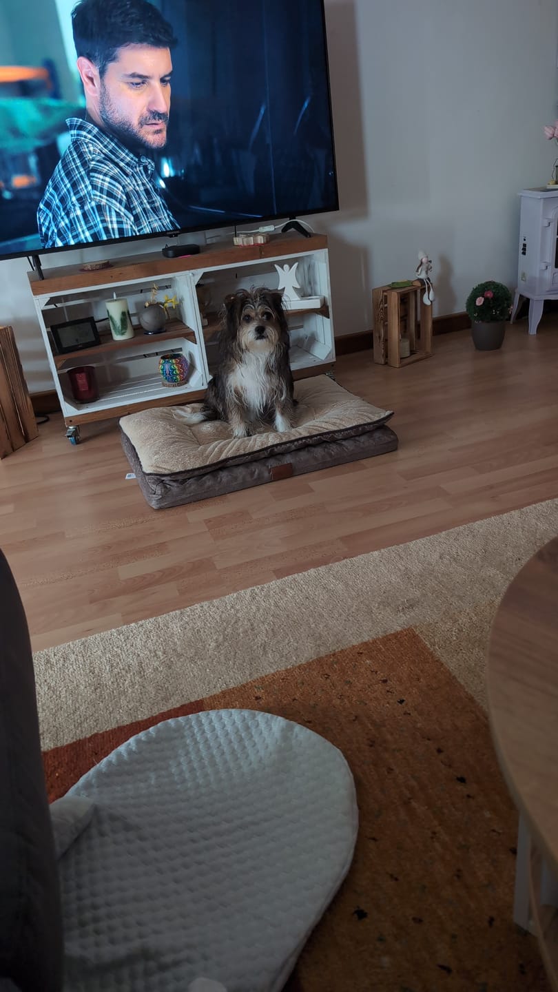Customer photo review of Orthopädisches Hundekissen "Easy"