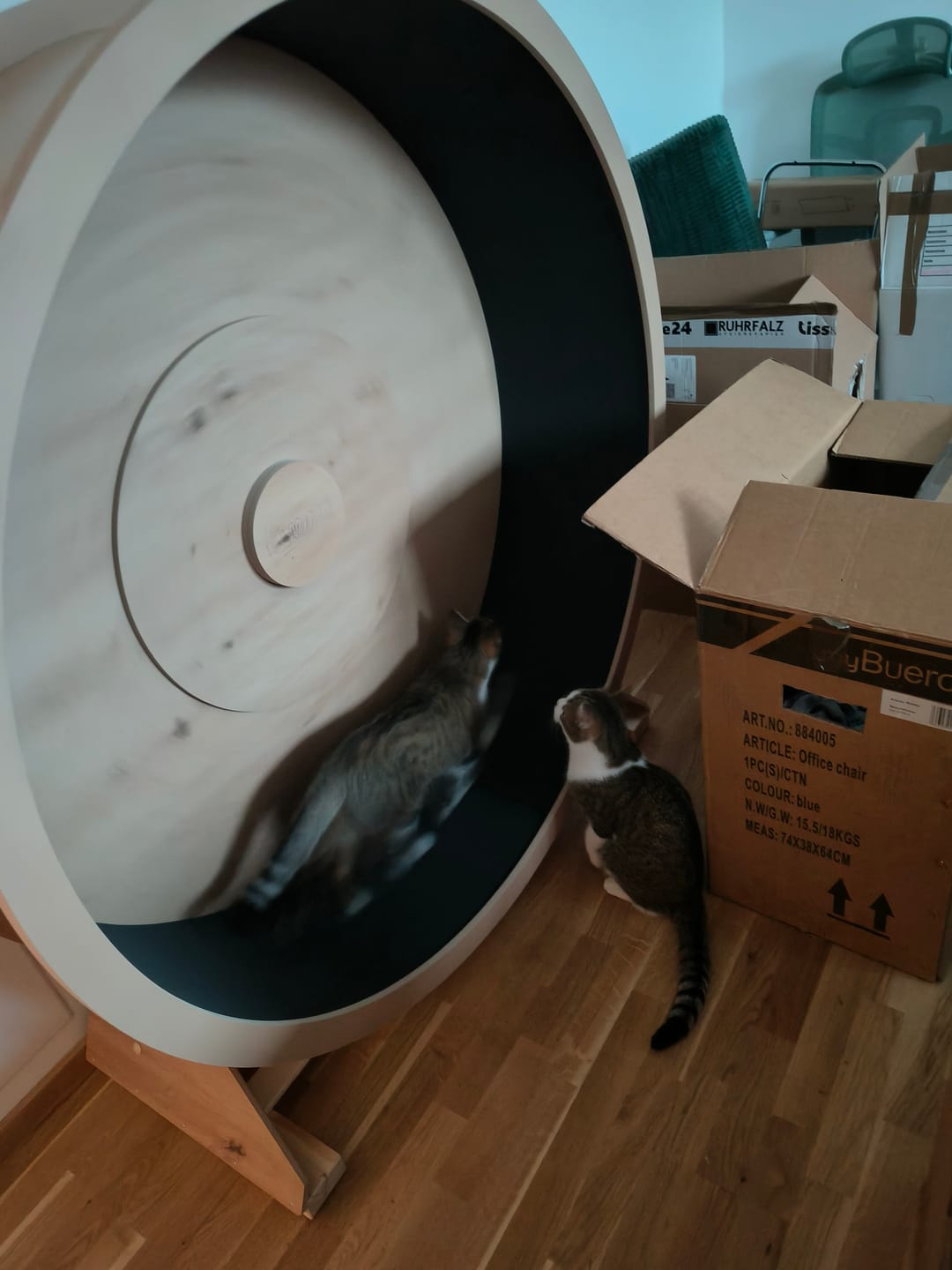 Customer photo review of Elmato Katzenlaufrad Rocky Standmodell