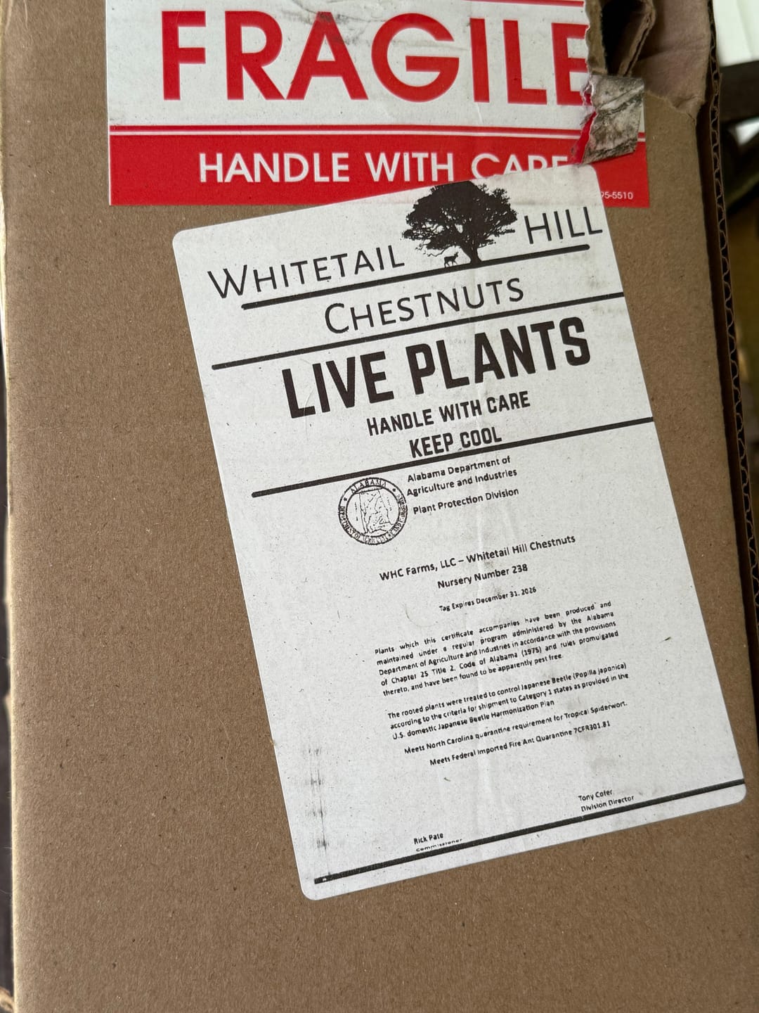 Customer photo review of Hybrid Chestnut