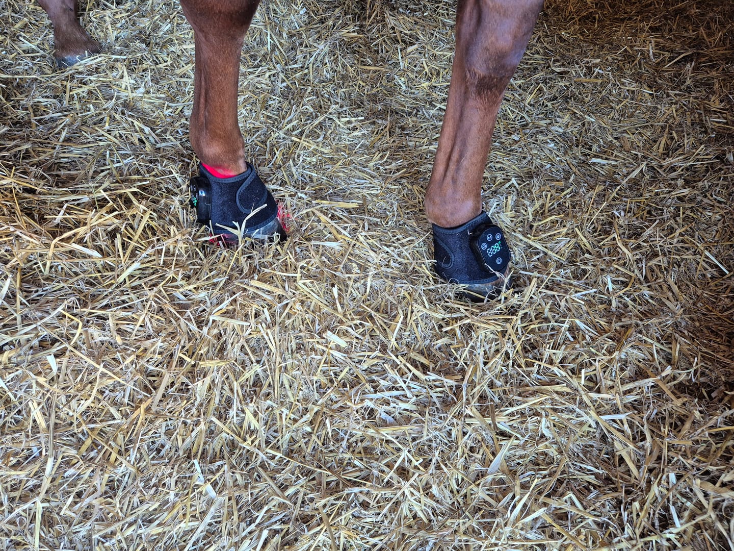 Customer photo review of HorseHalo™ HaloLegs Mini