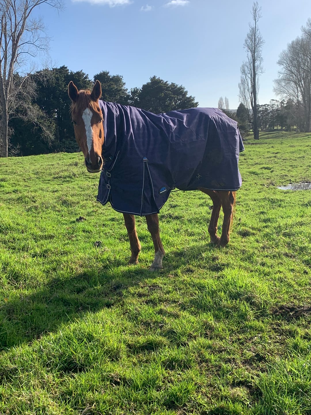 Customer photo review of Weatherbeeta Comfitec Prelim Turnout Combo