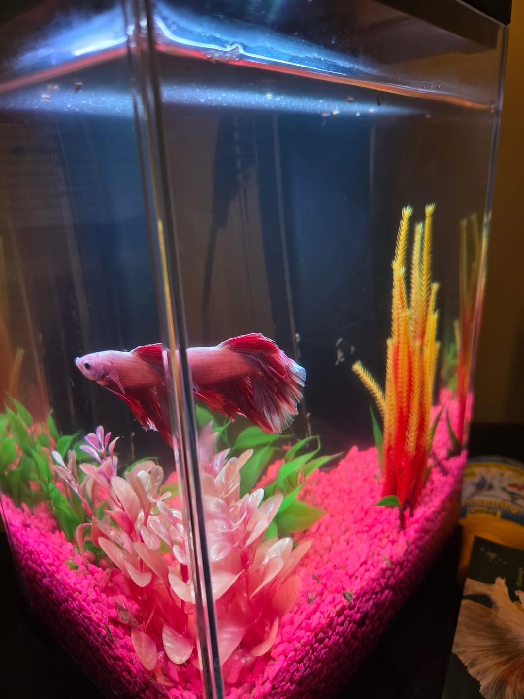 Customer photo review of Pink Sakura Halfmoon Male Betta Fish | Grower Pick