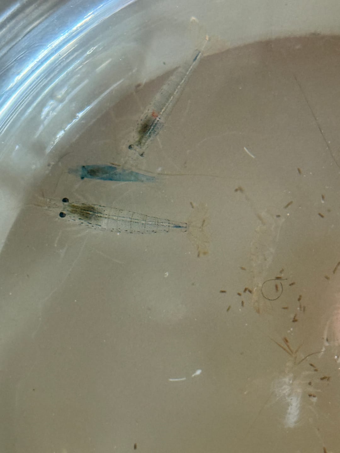 Customer photo review of Amano Shrimp