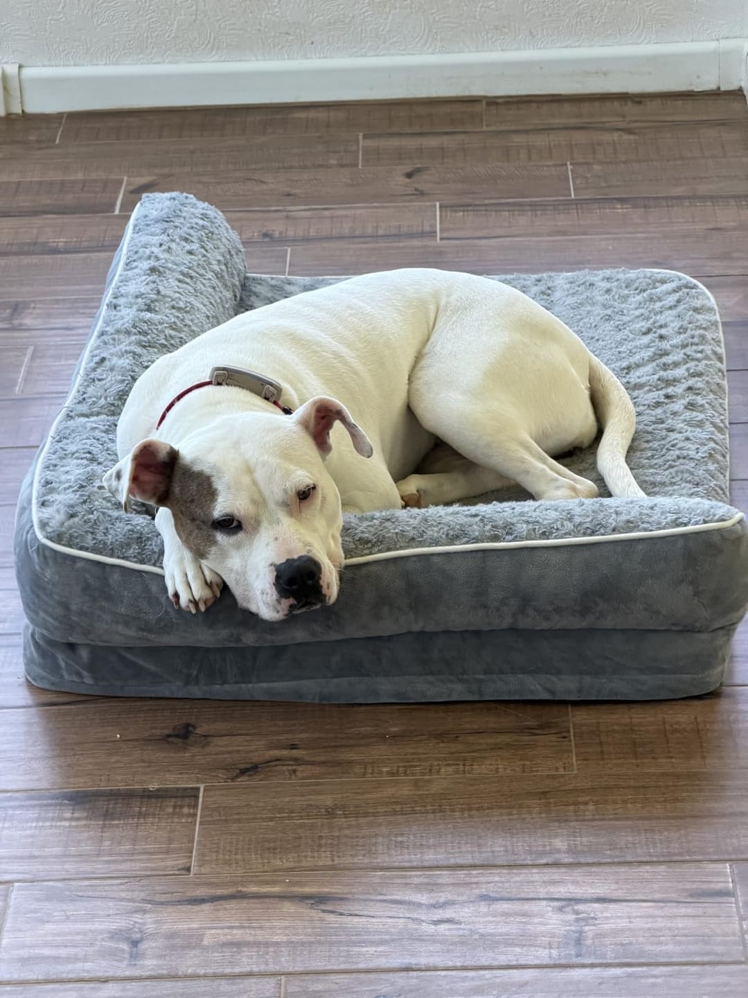 Customer photo review of The Big Loll