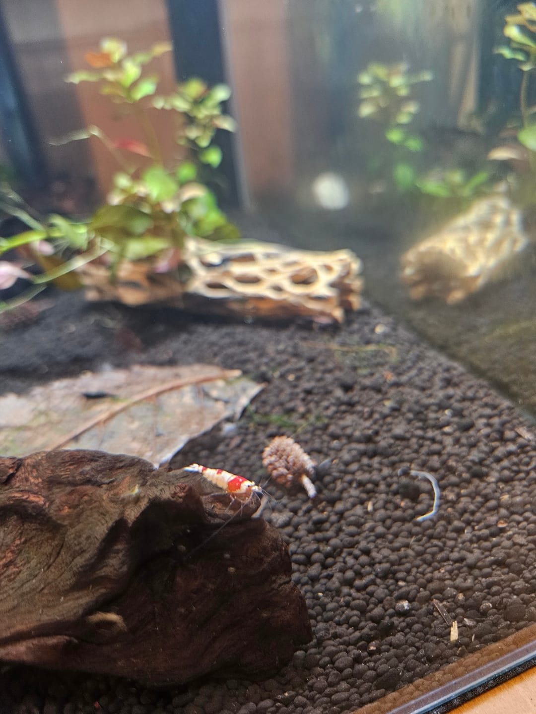 Customer photo review of Crystal Red Shrimp