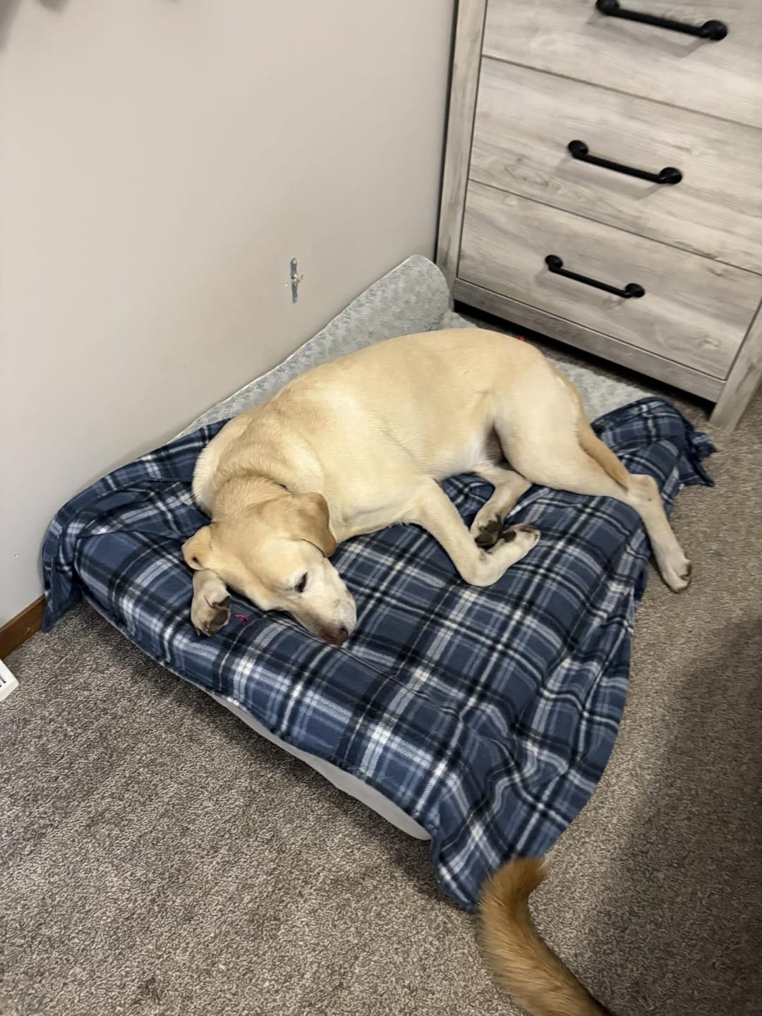 Customer photo review of The Big Loll