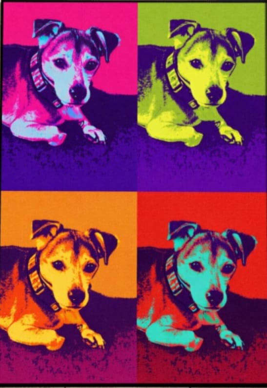 Customer photo review of Personalised Poster With Dog or Cat - Colour Squares