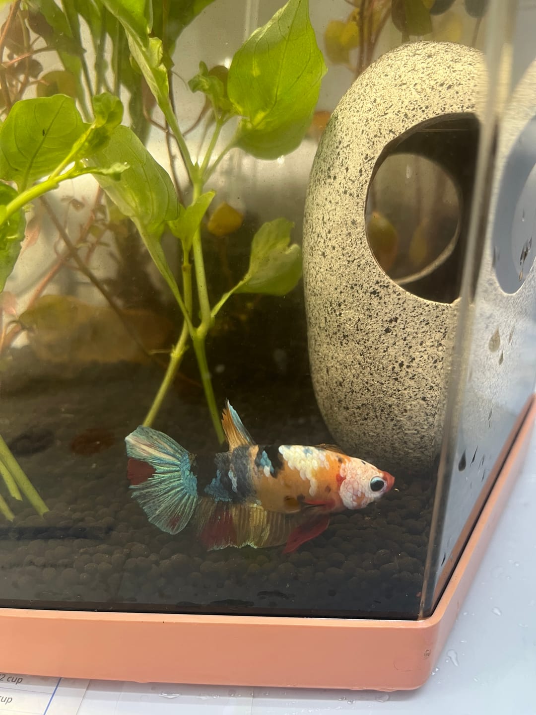 Customer photo review of Koi Multicolor Candy Plakat Male Betta Fish | High Grade | Mystery Betta
