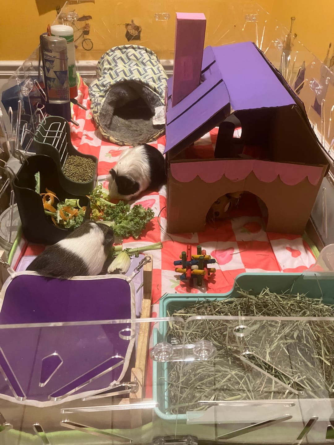 Customer photo review of Plush Fleece Liner for Guinea Pigs | Strawberry