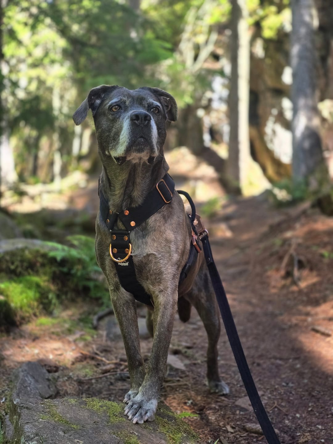 Customer photo review of Walk Leash Rose Edition Svart - Säkert nylonkoppel i olika längder