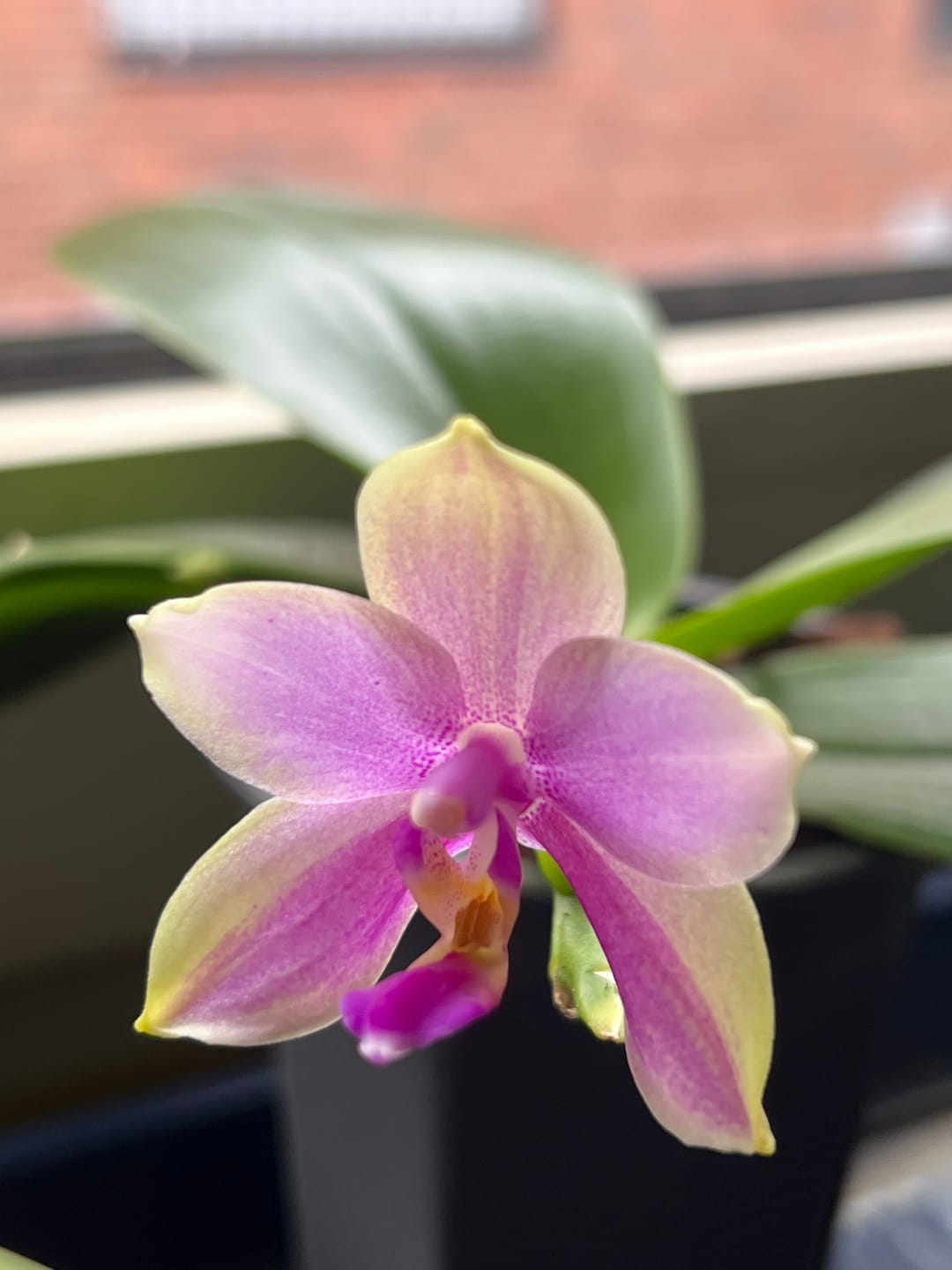 Customer photo review of Bonsai Duftorchidee botanic Love Potion mit lila Blüten und 1 Rispe