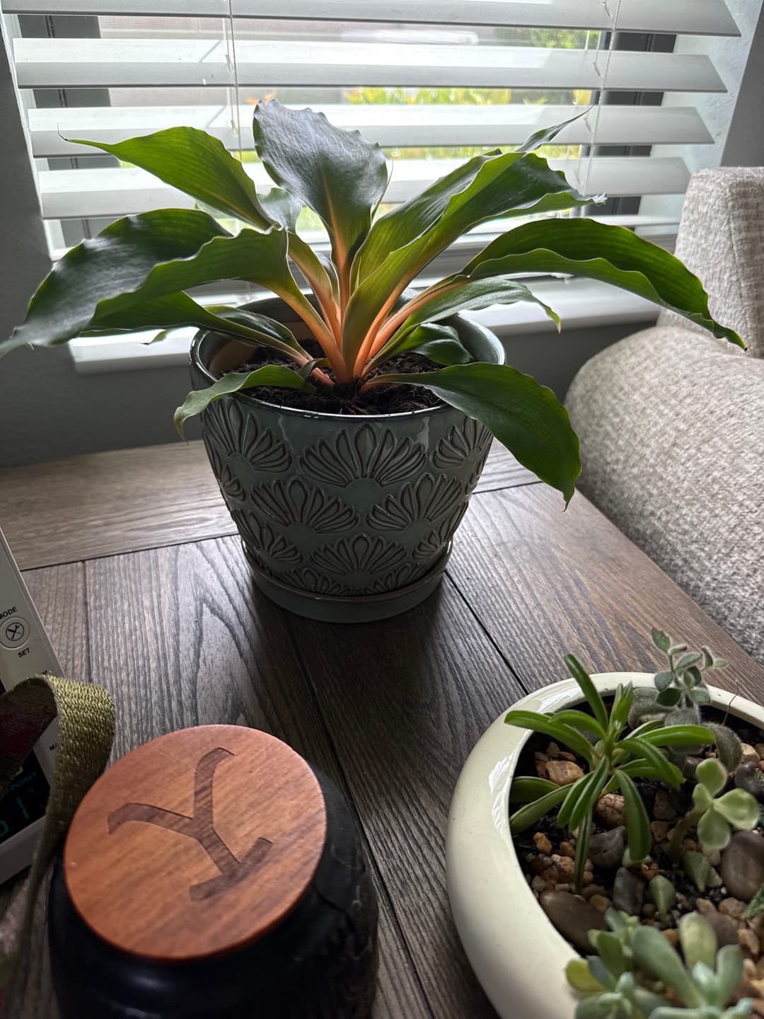 Customer photo review of Chlorophytum 'Fire Flash' 'Mandarin Orange'