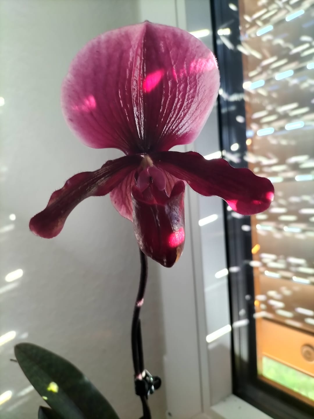 Customer photo review of Frauenschuh Paphiopedilum Black Jack mit 1 Rispe