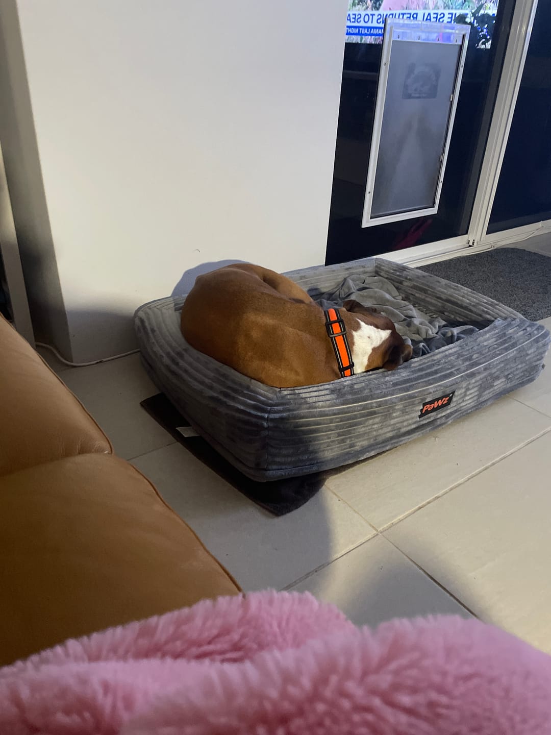 Customer photo review of Pet Calming Bed – Waterproof & Washable