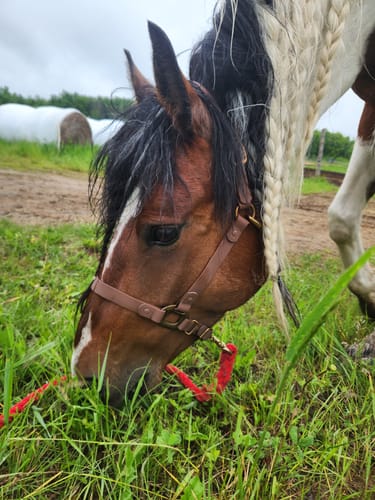 Customer photo review of Dark Brown Horse Halter - (7 Days)