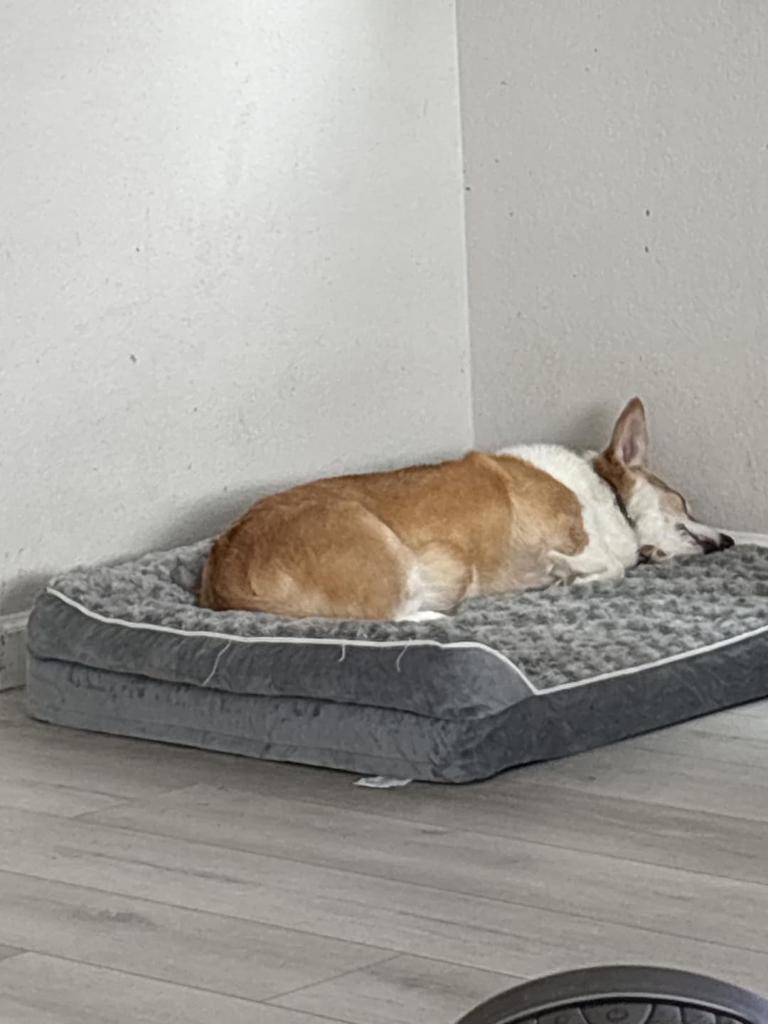 Customer photo review of The Big Loll