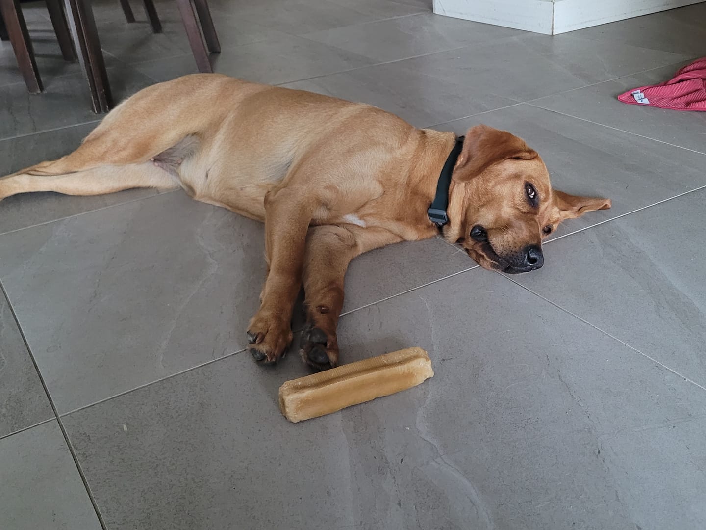 Customer photo review of Himalayan Yak Chew (MEGA)