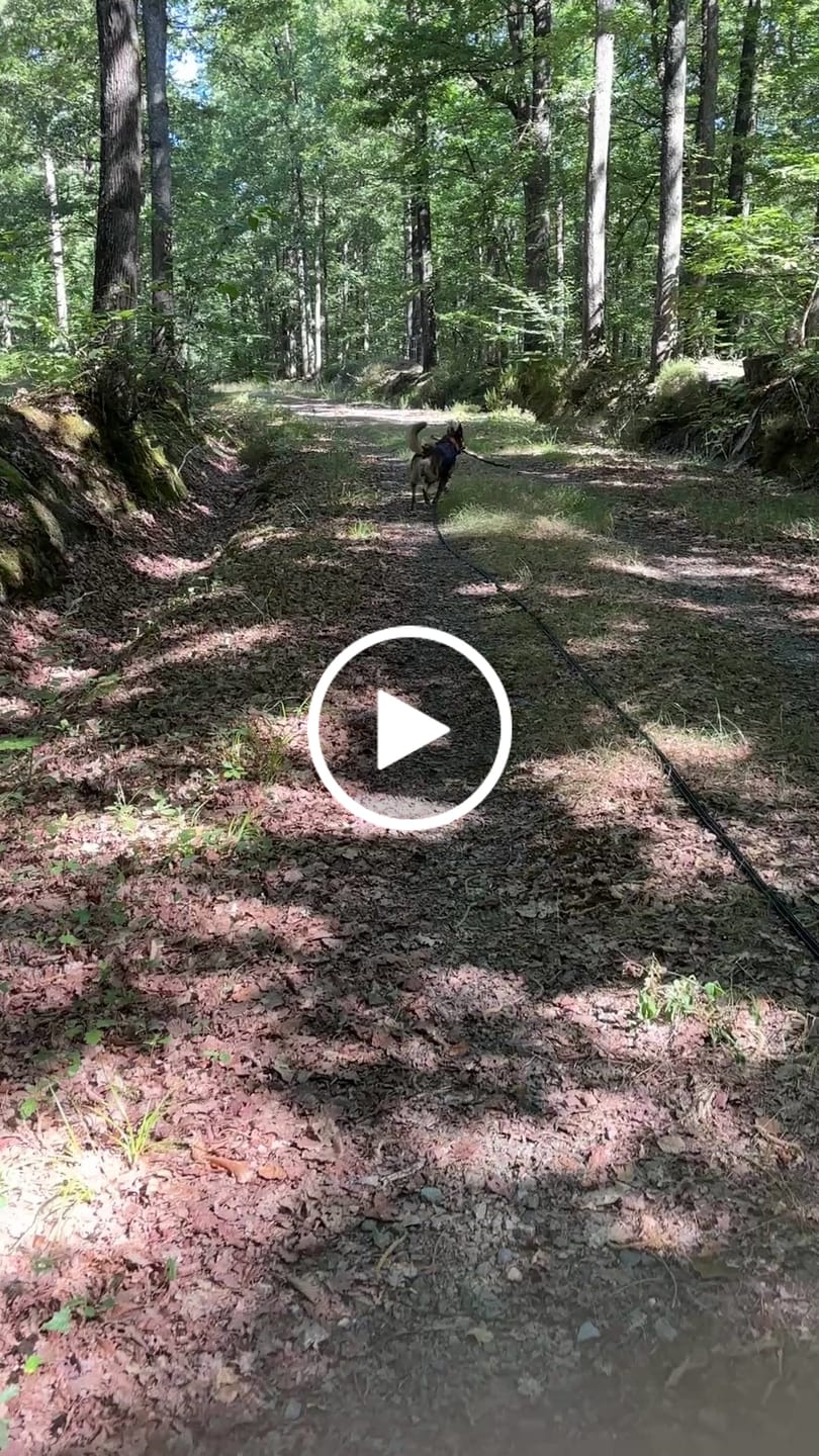 Customer video review of Longe pour Chien - TrailLine : Robuste et Légère