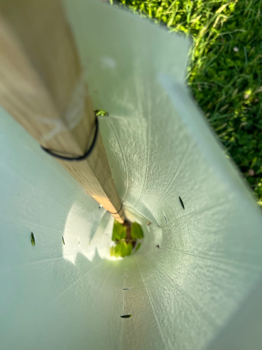 Customer photo review of Tree Pro Grow Tubes