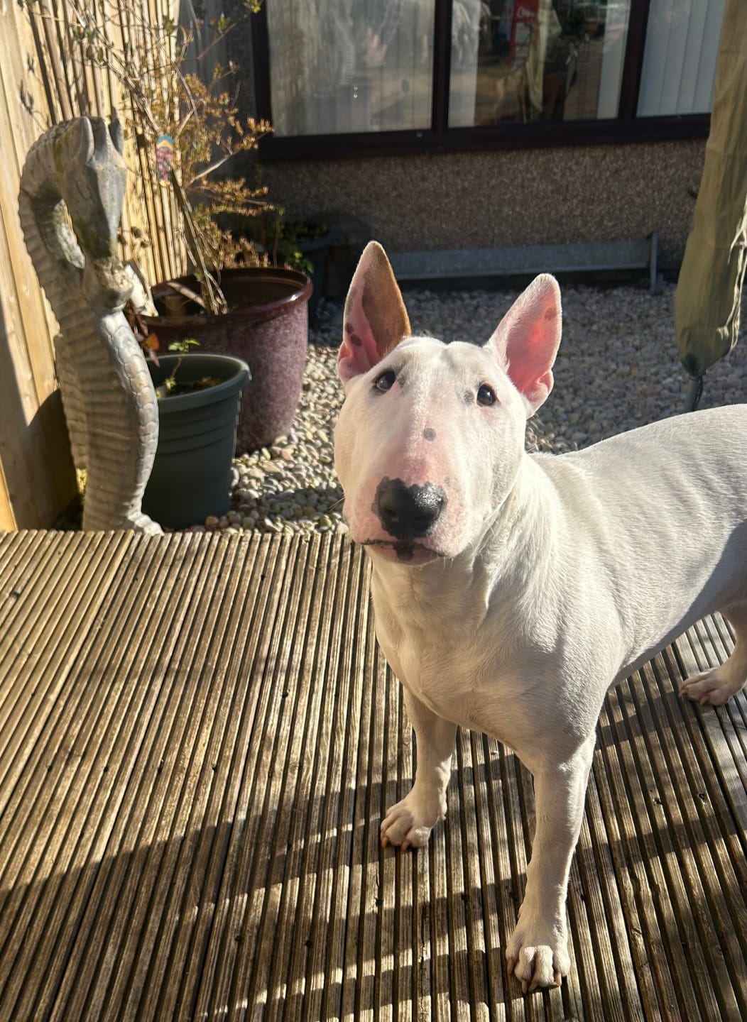 Customer photo review of Dog Gel