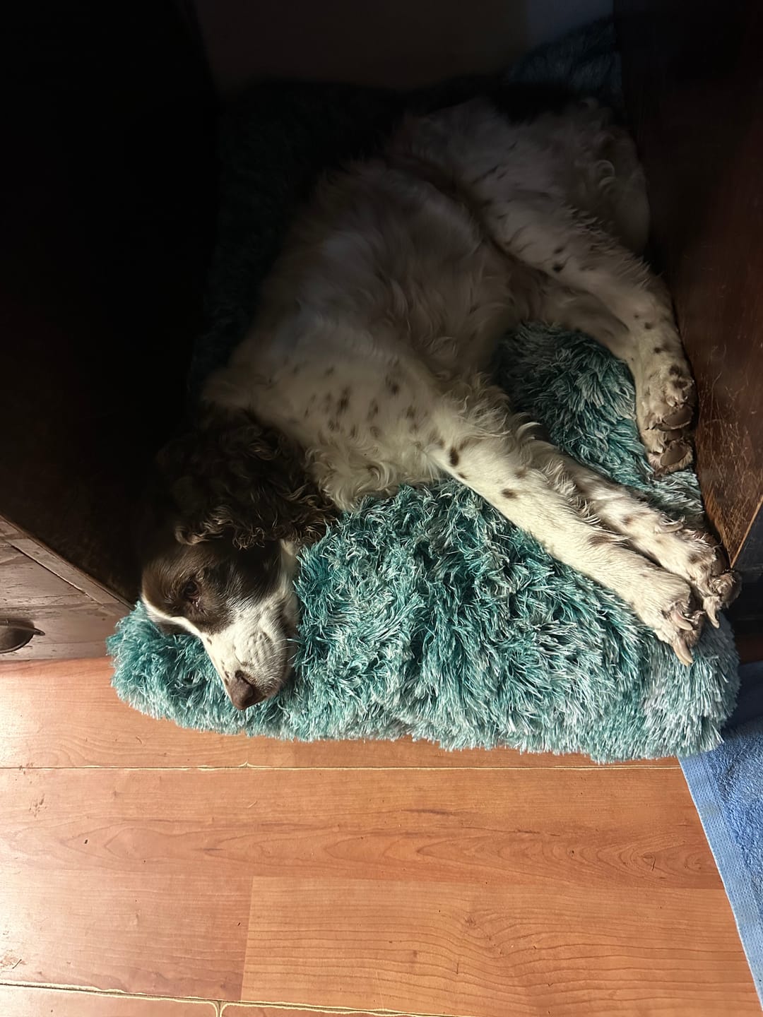 Customer photo review of Premium SuperMat Calming Bed