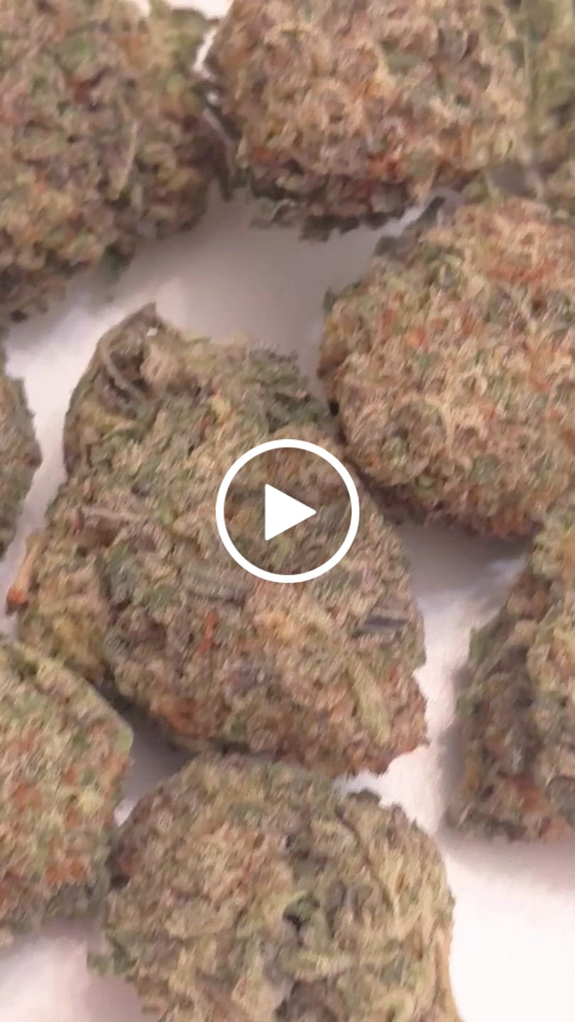 Customer video review of Truffle Indoor - Bulk - Indica