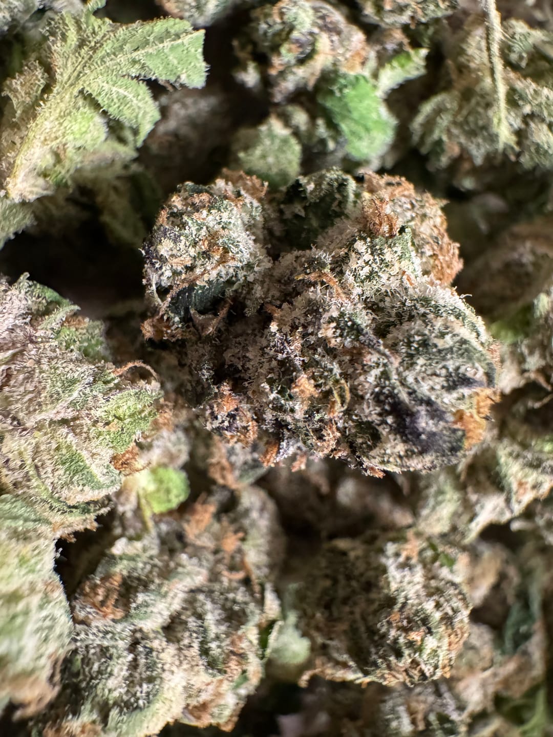 Customer photo review of Durban Poison THCA Flower