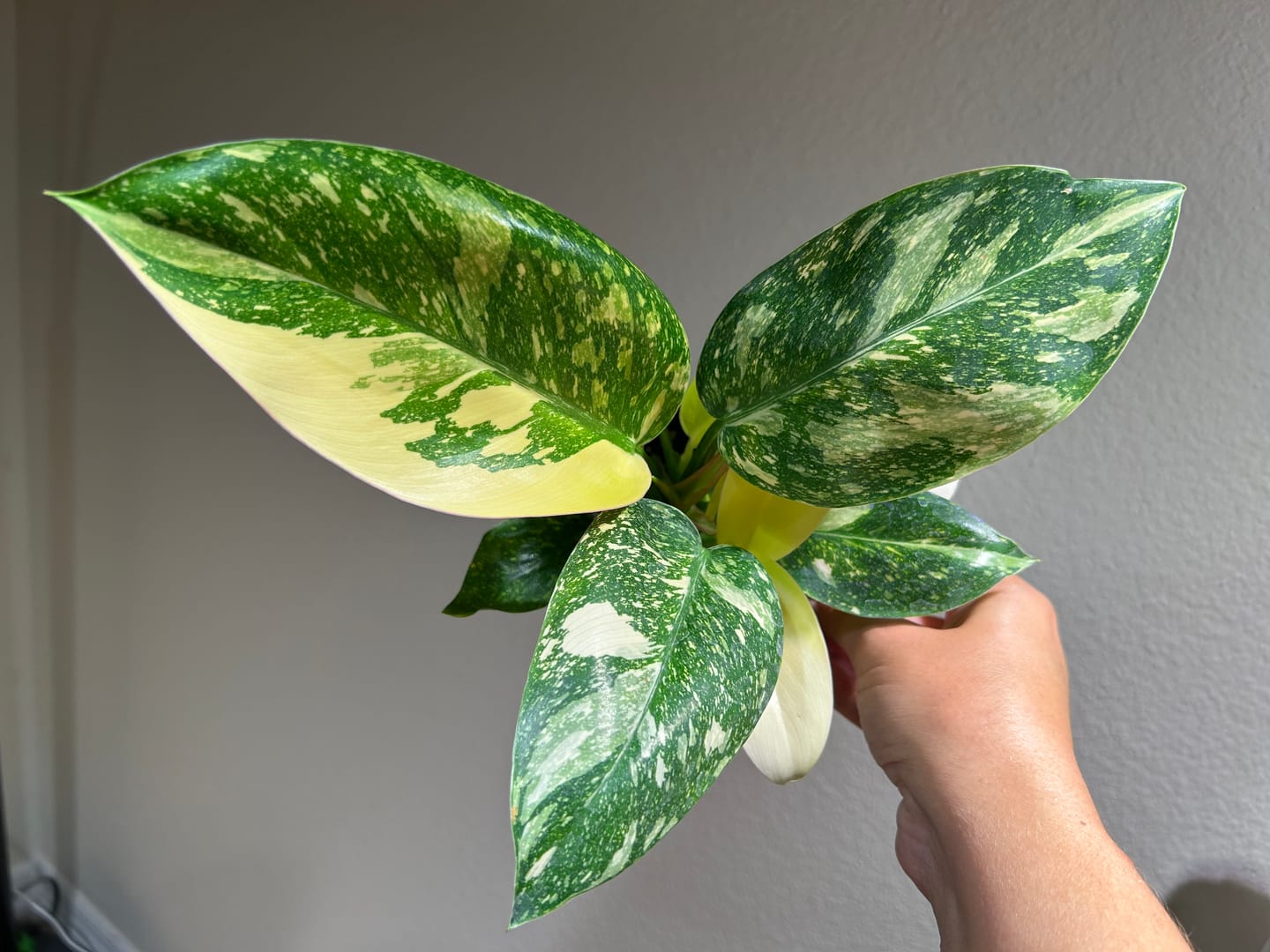 Customer photo review of Philodendron 'Congo Nuclear'
