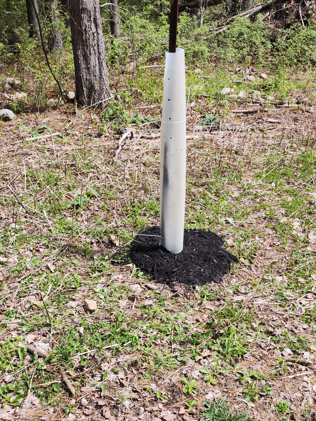 Customer photo review of Hybrid Chestnut