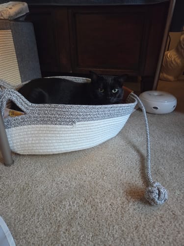 Customer photo review of Instinct Basket | Meet the first research-backed natural territory for indoor cats