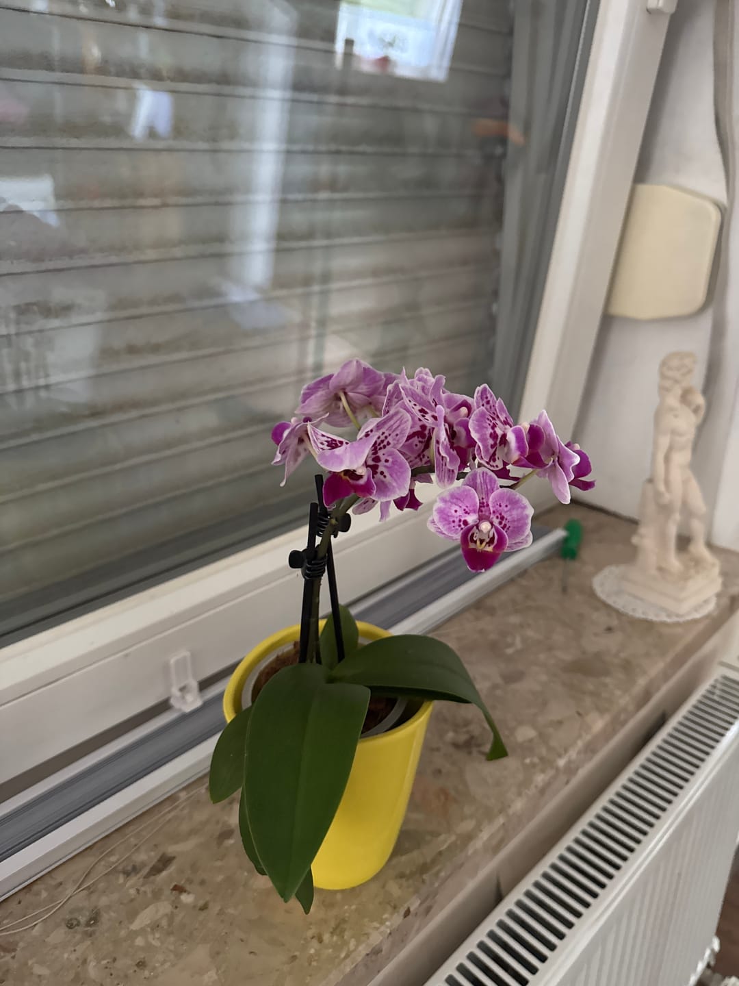 Customer photo review of Table Dance Diamond Girl mit pink getupften Blüten und 2 Rispen