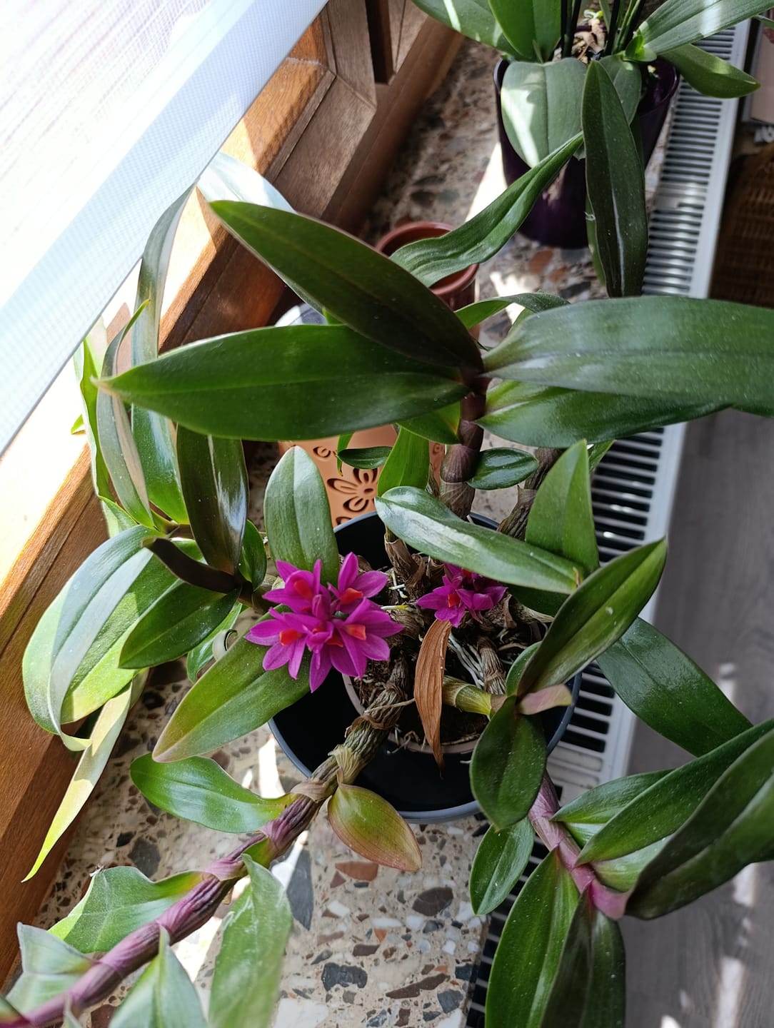 Customer photo review of Dendrobium Hibiki mit pinken Blüten