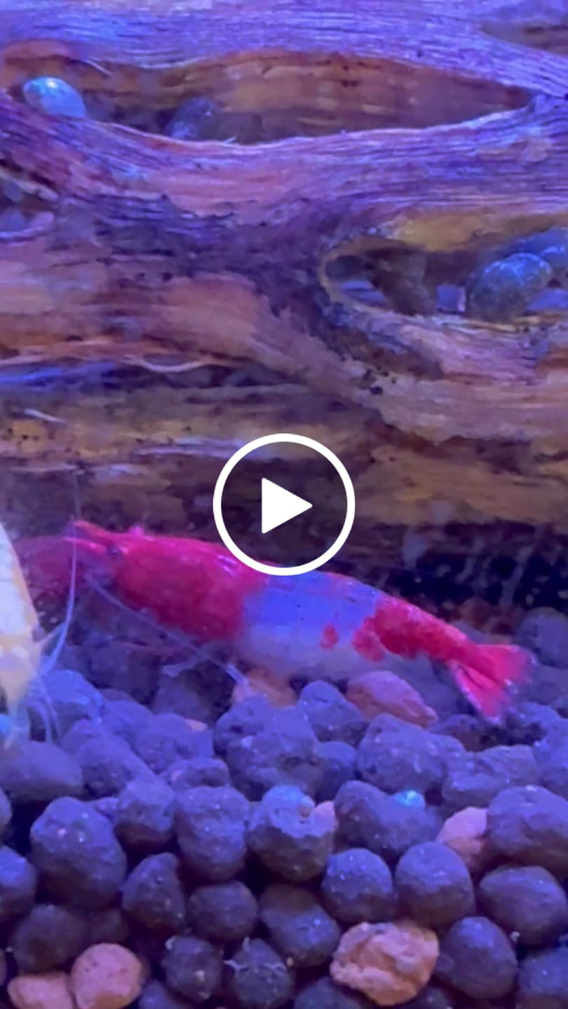 Customer video review of Red Rili Shrimp