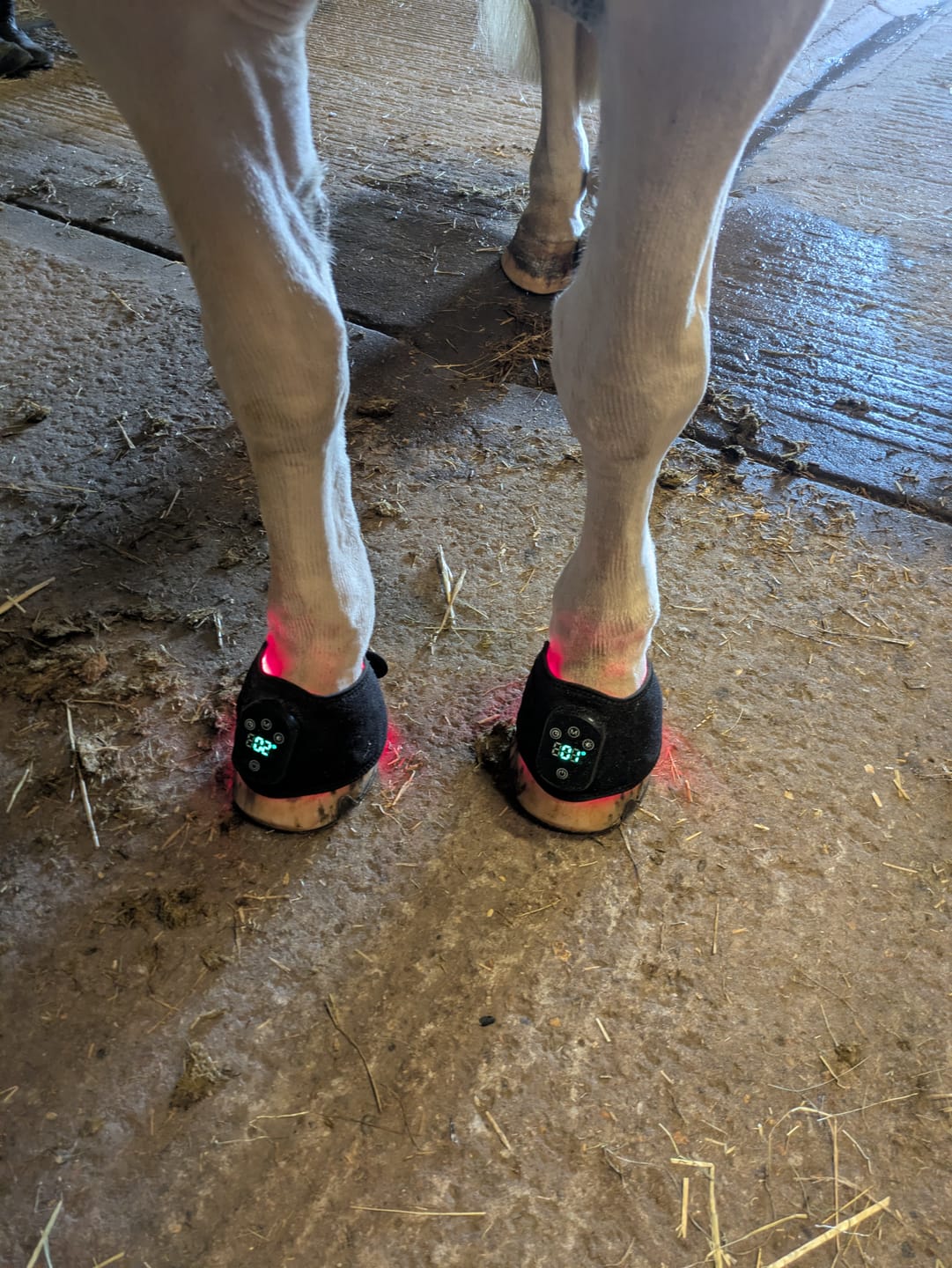 Customer photo review of HorseHalo™ HaloLegs Mini