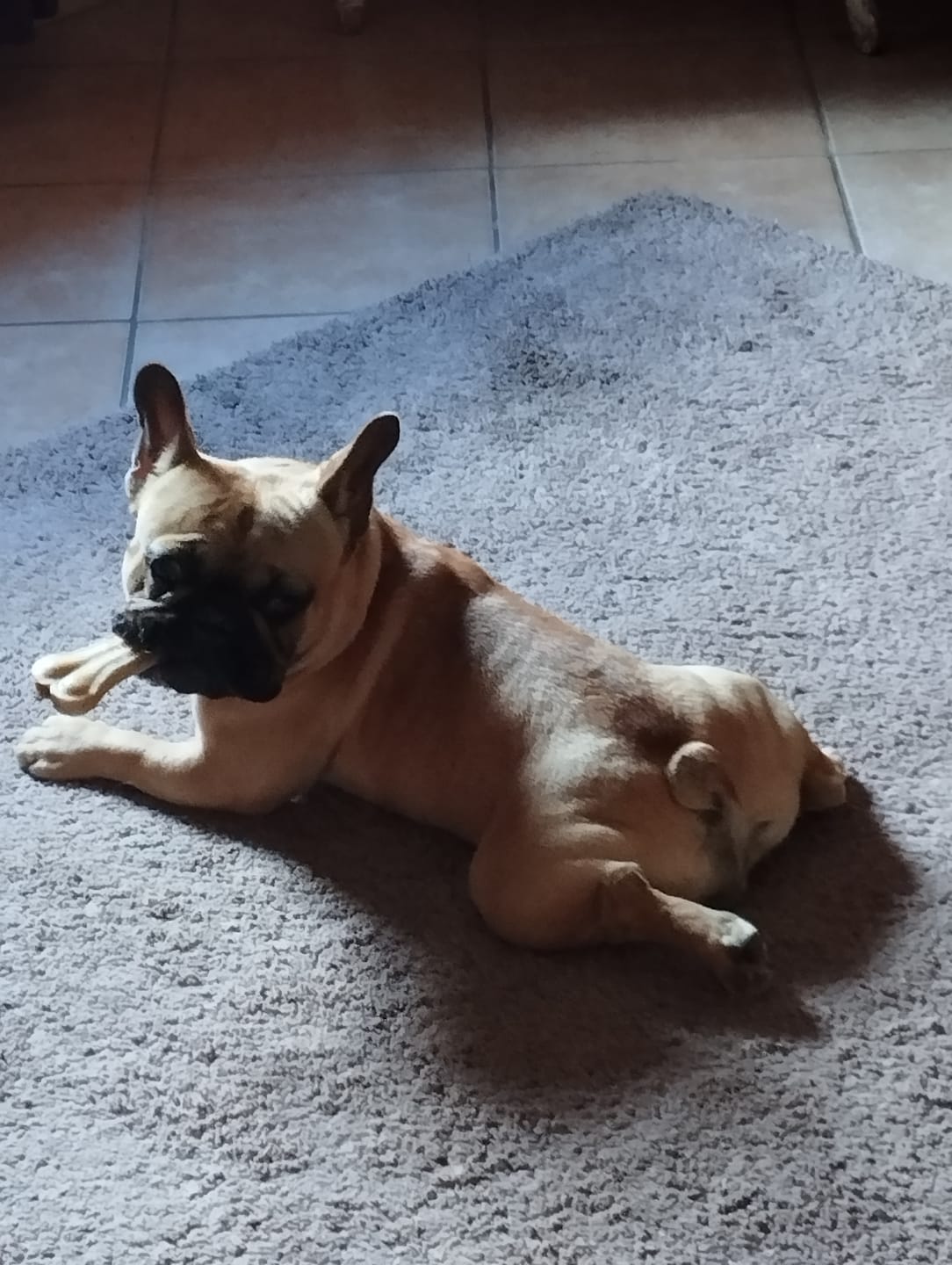 Customer photo review of Mousse Boeuf & Volaille - Chien