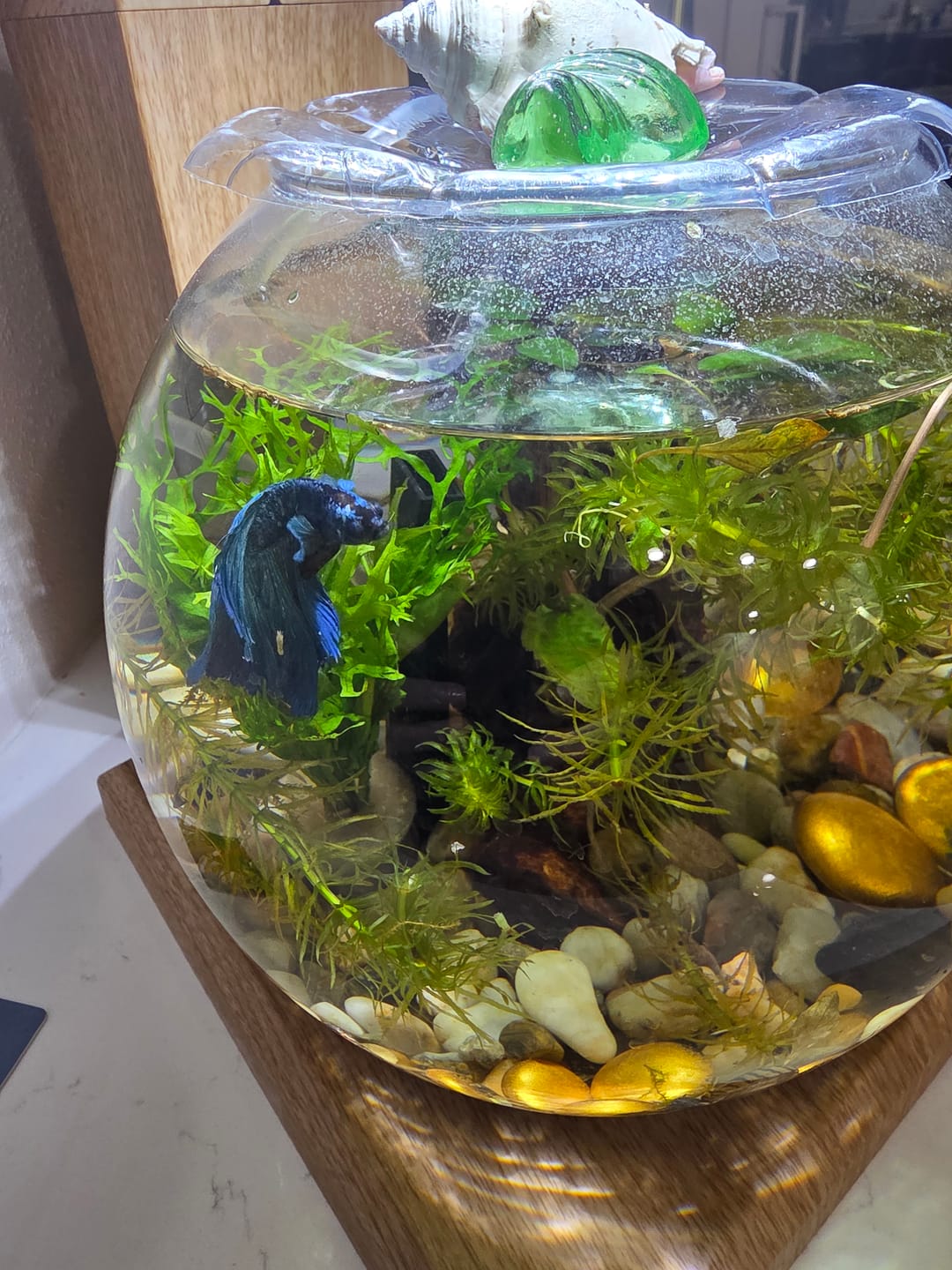 Customer photo review of Plant Package for Halfmoon Betta Fish Tank