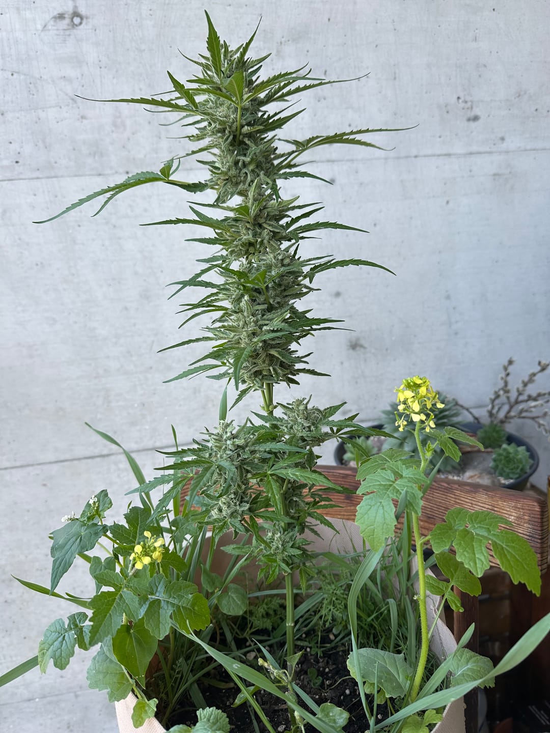 Customer photo review of Root Heaven Stoff Topf