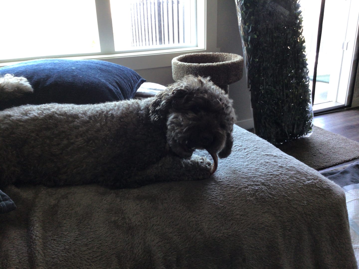 Customer photo review of Large Bully Stick Ring