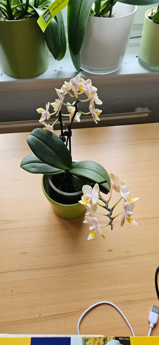 Customer photo review of Duftorchidee Table Dance Elemental mit gelben Blüten mit 2 Rispen