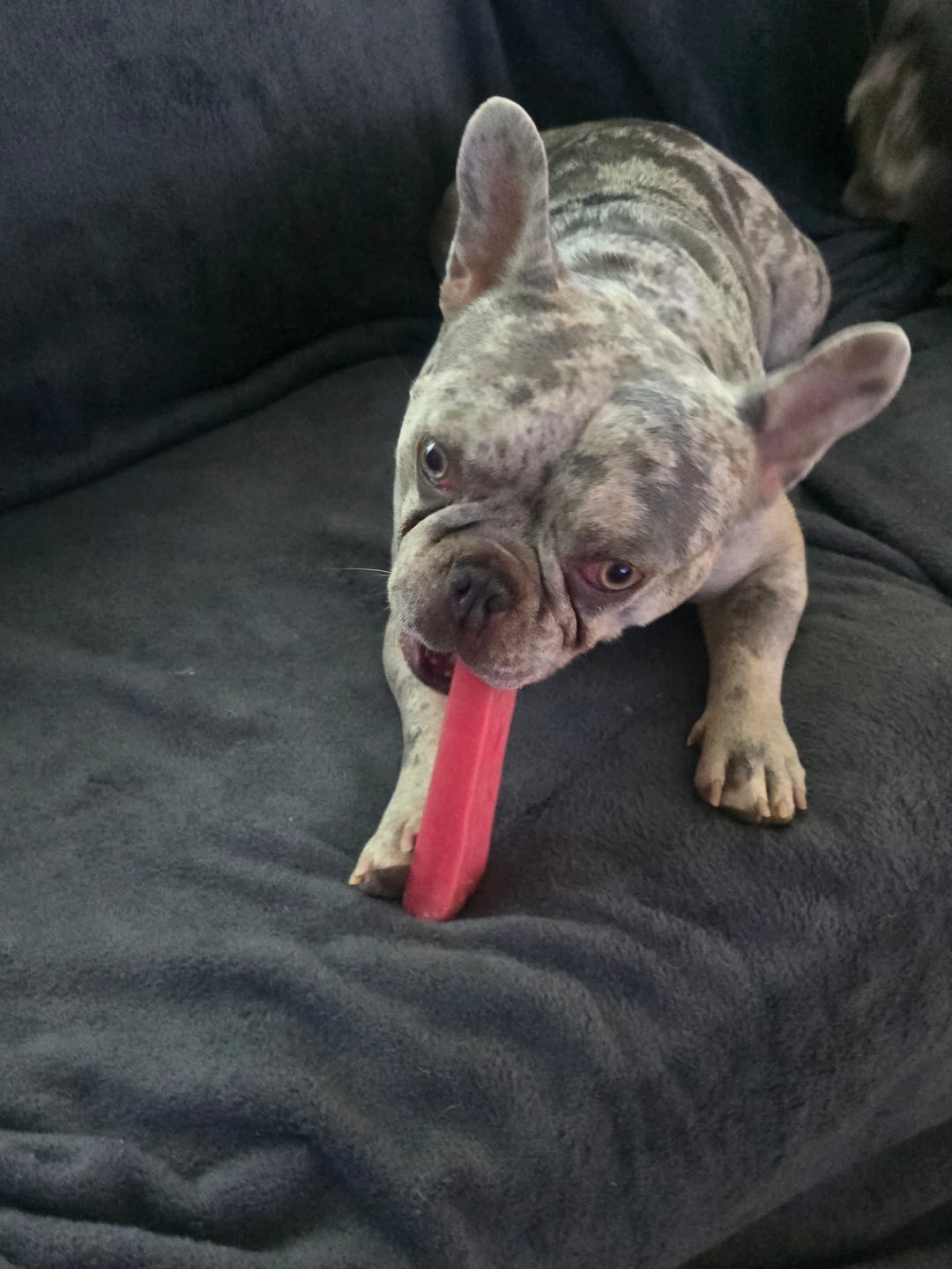 Customer photo review of Strawberry Himalayan Yak Chew (MEDIUM)